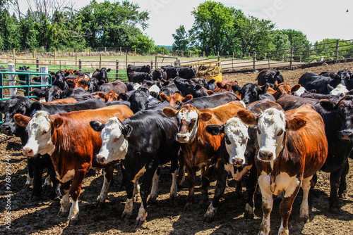 group of feeder cattle