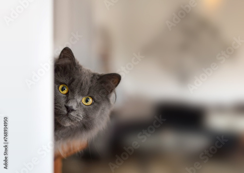 Foto Cute grey cat with yellow eyes peeking out from around a corner of a room