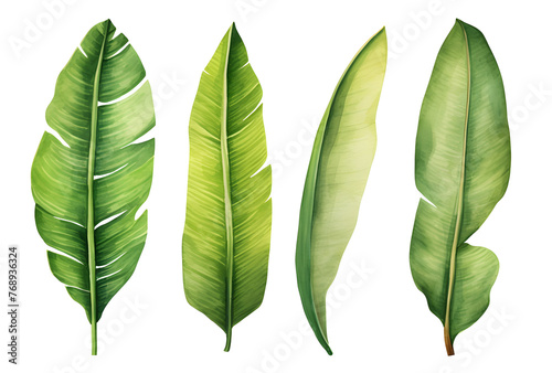 Set of banana leaves, banana leaves, watercolor vector realistic tropical botanical leaf plants Set of tropical leaves and flowers transparent background
