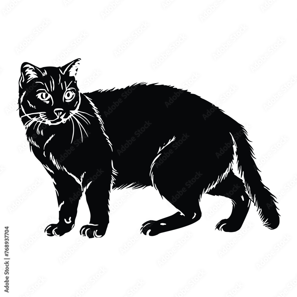 Obraz premium Scottish Fold Silhouette