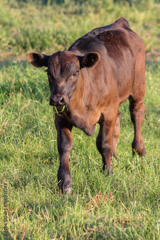 Fototapeta premium Black Angus calf