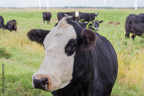 black baldy cow