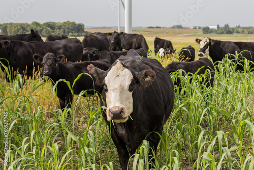 herd of grazing cows photo