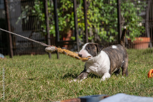 Brindle bull terrier puppy pulling on a toy