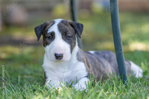 Cute brindle bull terrier puppy looking at the camera