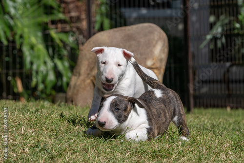 Two bull terrier puppies playing in the grass