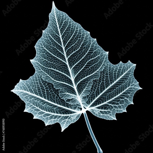 Silhouette of a bright maple tree leaf with x-ray effect isolated on black background. Structure of a leaf. Concept of medical imaging, technology, vegetation, plant. Black and white.