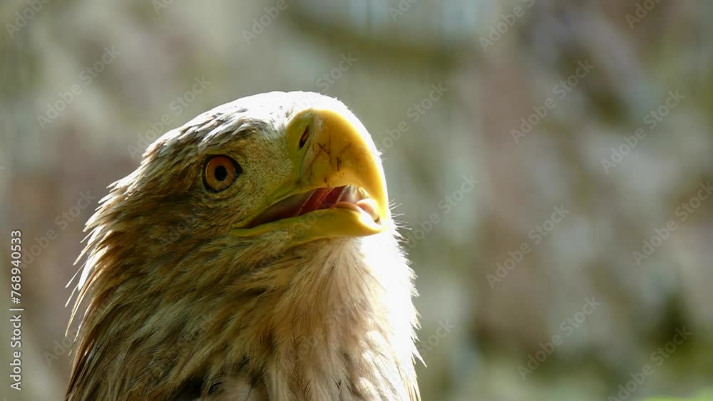 American eagle with a white head and yellow beak close up. Bird wildlife 4K footage. Emotions of a wild bird. Eagle predatory look. American eagle with a white head and yellow beak close up. Bird wildlife 4K footage. Emotions of a wild bird. Eagle predatory look.