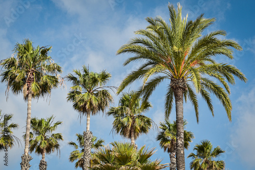 Palmy na tle niebieskiego nieba, wakacyjne klimaty. Hiszpania, Andaluzja.  © Anita