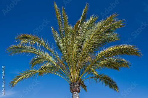 Palmy na tle niebieskiego nieba, wakacyjne klimaty. Hiszpania, Andaluzja.  © Anita