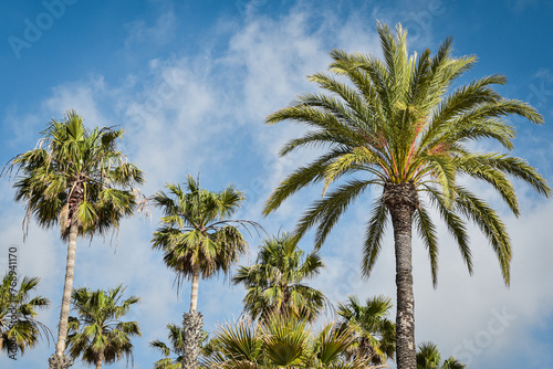 Palmy na tle niebieskiego nieba, wakacyjne klimaty. Hiszpania, Andaluzja. Krajobraz wakacyjny.  © Anita