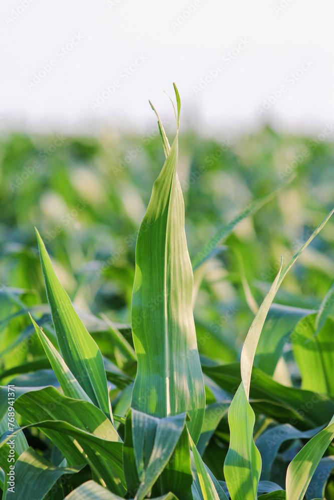 Obraz premium corn leaf sticking straight up