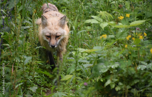 Red Fox Prowling Around in the Wild