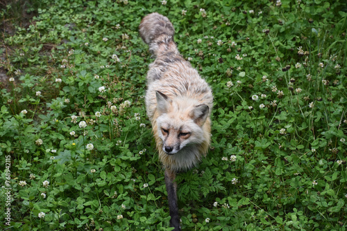 Red Fox Prowling through a Bunch of Clover