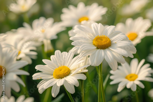 Close up of daisies with their delicate petals  beautiful spring and summer background.