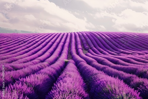 A panoramic view of a lavender farm at peak bloom with rows creating purple waves