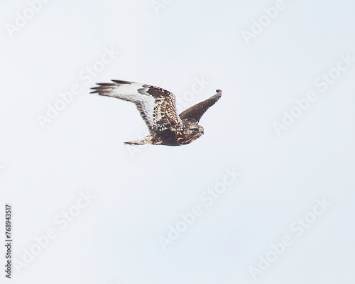 Hawk flying through the sky with wings up