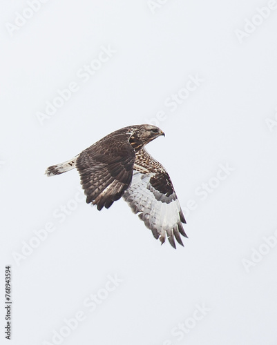 Hawk flying through sky with wings down,