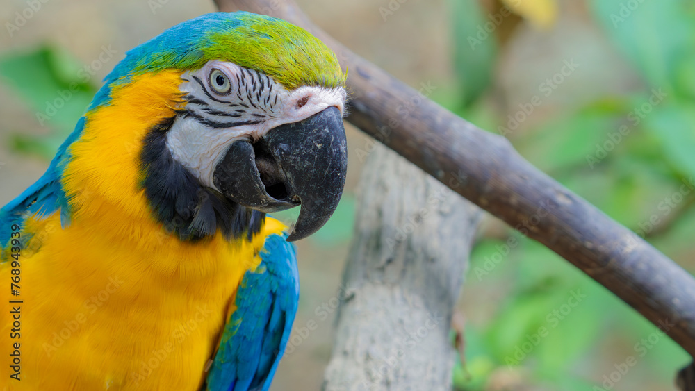Blue-and-yellow macaw (lat. Ara ararauna) close-up. Blue and yellow macaw (Ara ararauna), animal portrait, captive Blue-and-yellow macaw (lat. Ara ararauna) close-up. Blue and yellow macaw (Ara ararauna), animal portrait, captive