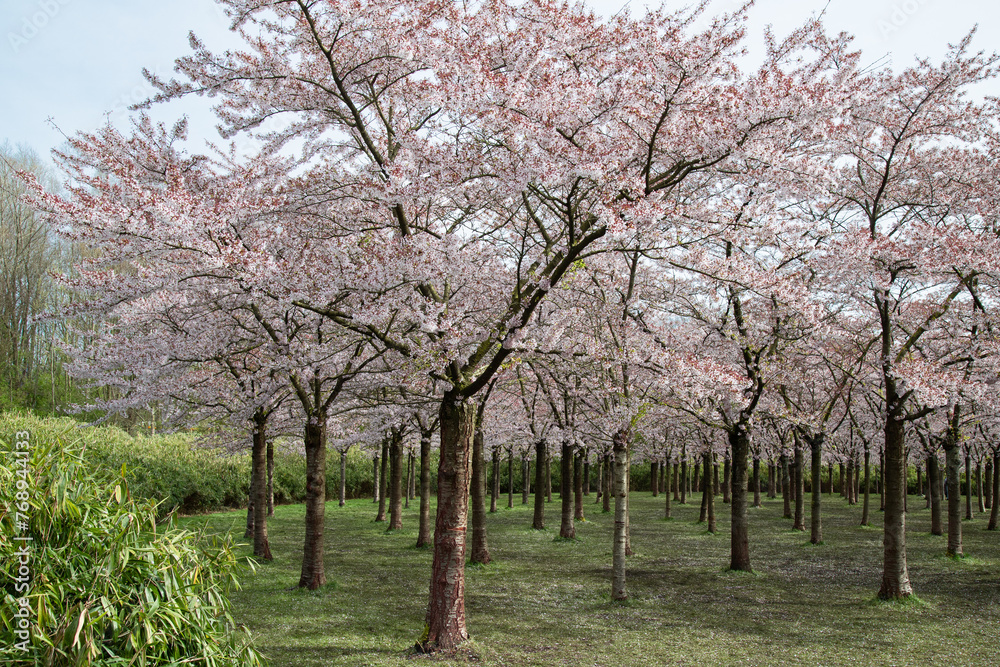 Blossom park with blooming cherry trees near Amstelveen.