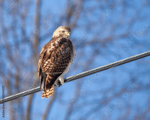 Rough-legged hawk sitting on a wire in front of a blue sky.