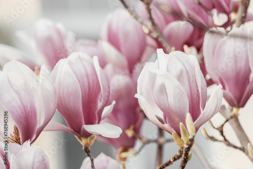 Magnolia Sulanjana flowers with petals in the spring season. beautiful pink magnolia flowers in spring  selective focusing.