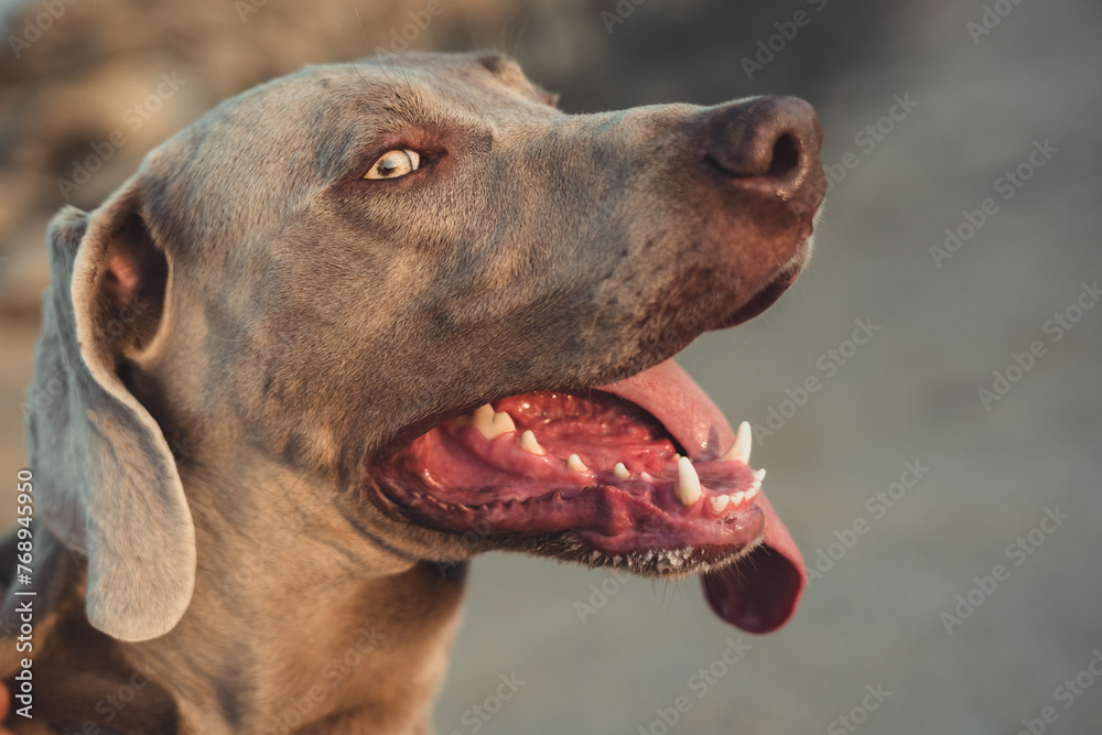 A dog with a big smile on its face