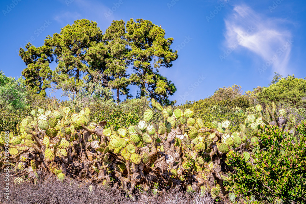 cactus plant