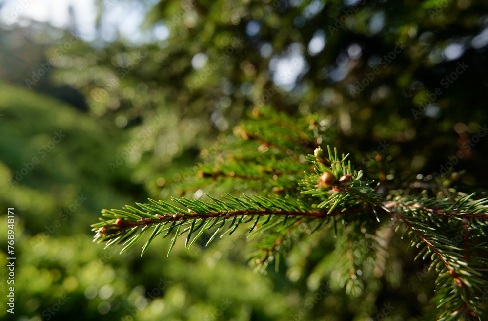 Close-up of green branch of pine spruce tree Close-up of green branch of pine spruce tree