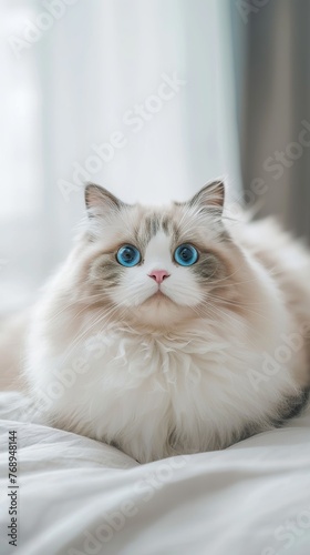 fluffy ragdoll cat with big blue eyes, big belly and round face, fat as a ball