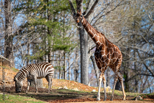 Closeup of Giraffe and Zebra in Zoo