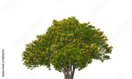 tree transparant bacground
