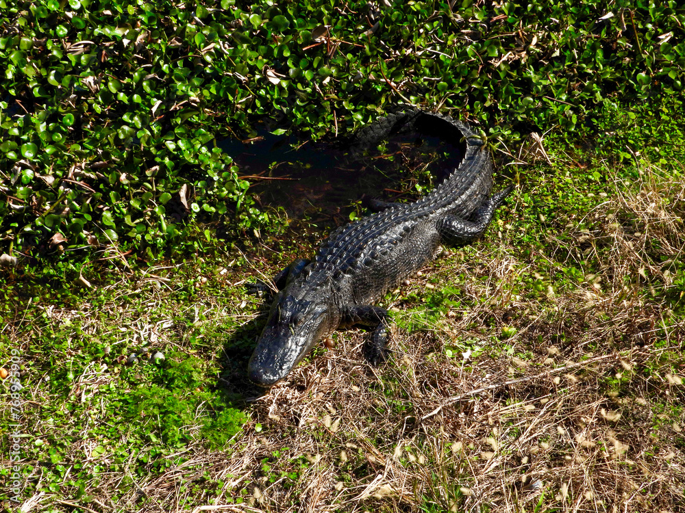 Wild Florida Alligator Wild Florida Alligator