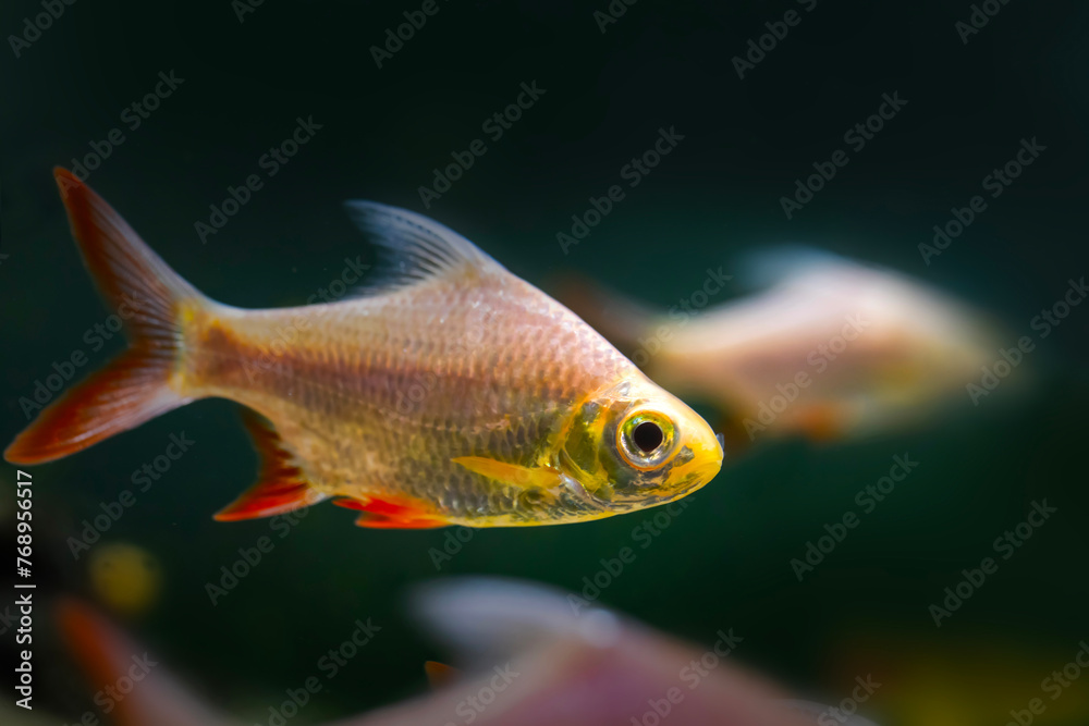 Naklejka premium Barbonymus altus. Dark nature background.