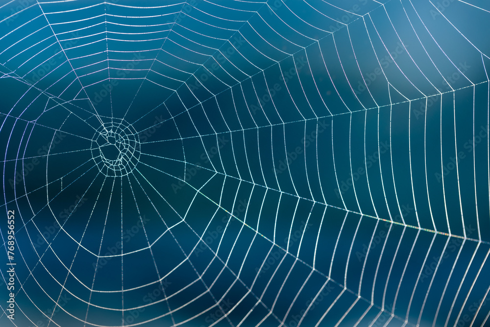 Fototapeta premium Gossamer Threads: Spider Web Among the Blades