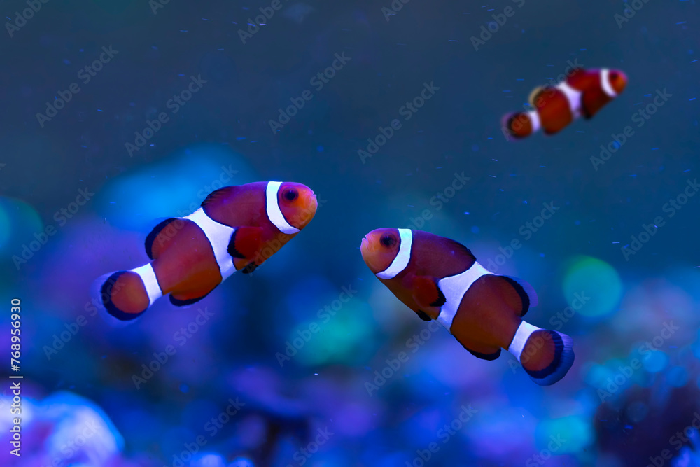 Orange clown fish. Amphiprion percula. Blue water background.  - obrazy, fototapety, plakaty 