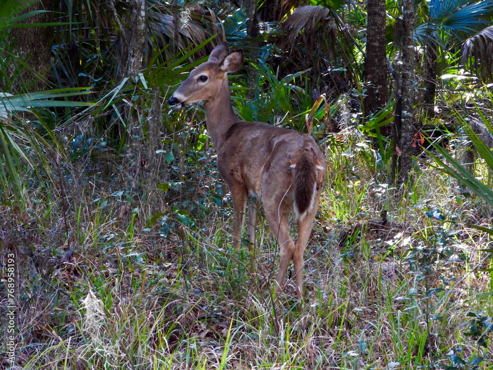 A wild deer in the woods A wild deer in the woods