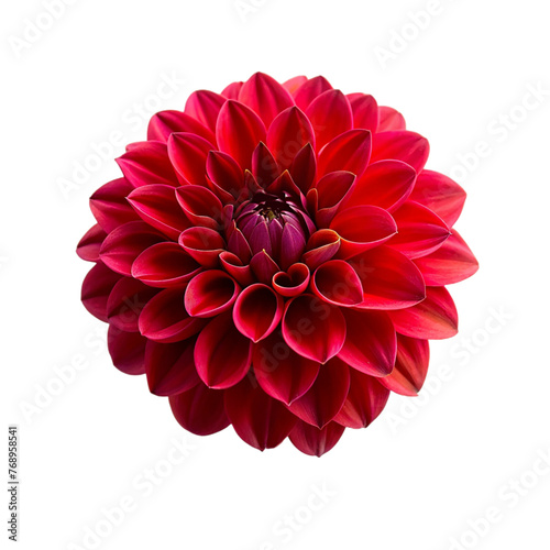 Red dahila isolated on transparent background