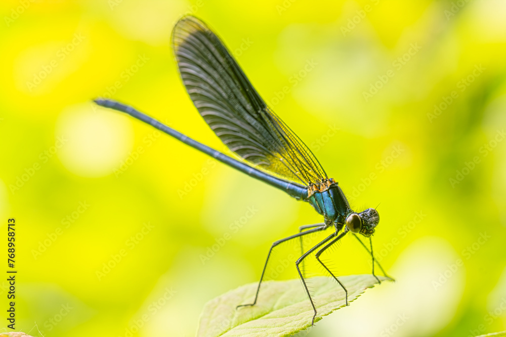Ethereal Elegance: Dragonfly Alights on a Leaf Ethereal Elegance: Dragonfly Alights on a Leaf