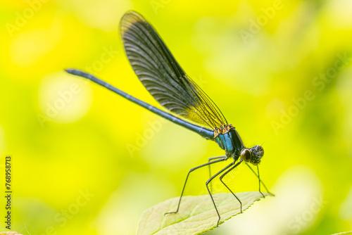Ethereal Elegance: Dragonfly Alights on a Leaf © maykal