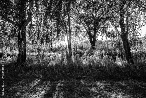 Fototapeta Naklejka Na Ścianę i Meble -  cienie w lesie na fotografii czarno-białej