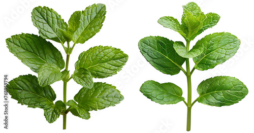 Medicinal plants peppermint on a transparent background photo