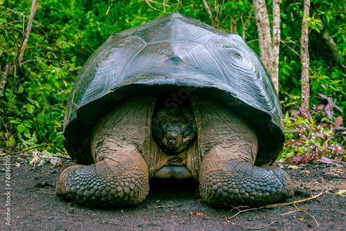 Tortuga gigante de las Galápagos de frente escondida en su caparazón