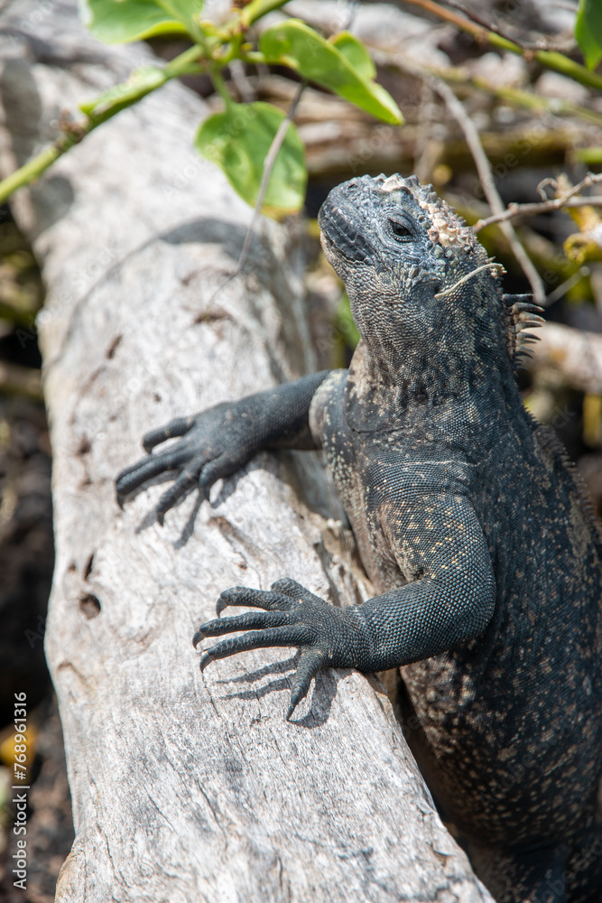 Iguana marina de galapagos apoyada en un tronco Iguana marina de galapagos apoyada en un tronco