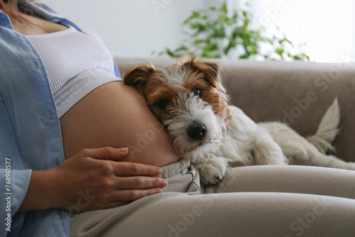 Adorable scene of furry jack russell terrier on pregnant woman's lap, sensing and listening to a baby inside her tummy. Close up.