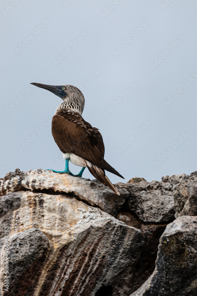 Piquero de patas azules (Sula nebouxii) sobre una roca Piquero de patas azules (Sula nebouxii) sobre una roca