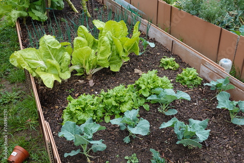 companion plants on raised bed in autumn vegetable garden. cultivation of leaves such as lettuce, chard, broccoli, etc.