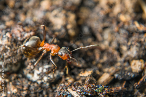 Close-up of a weakly bristled mountain forest ant crawling on the ground over soil and small stones, Germany © stgrafix