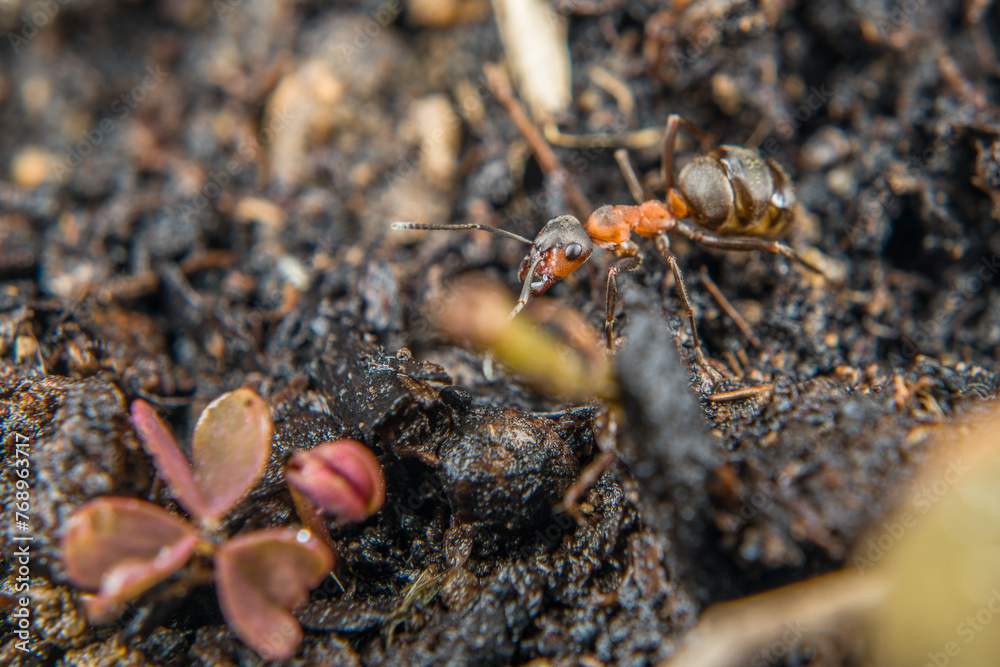 Close-up of a weakly bristled mountain forest ant crawling on the ground over soil and small stones, Germany Close-up of a weakly bristled mountain forest ant crawling on the ground over soil and small stones, Germany