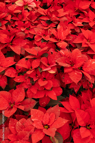 Many Red Freedom Jingle Bells Poinsettia Flower, With Star-shaped Red Leaves, Christmas Eve Flower, Flor De Nochebuena. Tropical Shrub. Horizontal Plane, Closeup. National Poinsettia Day Celebration.